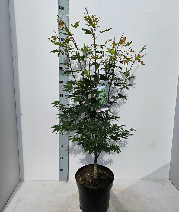 <h4>Acer palmatum Osakazuki</h4>