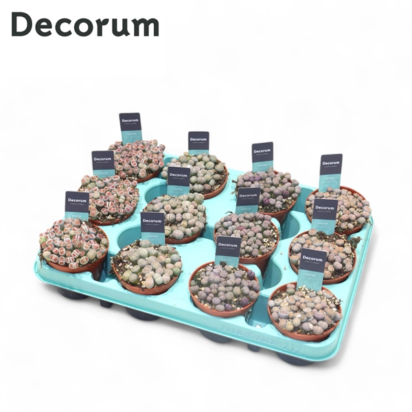 <h4>Lithops Mix (Decorum)</h4>