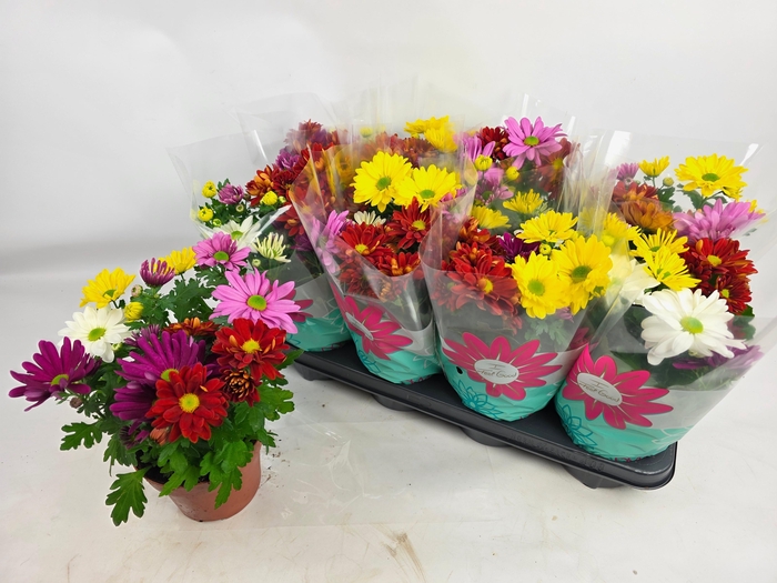 <h4>CHRYS GEM IN POT</h4>