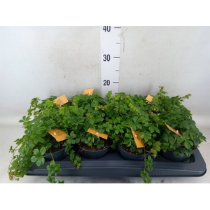 Parthenocissus  'Sugar Vine'