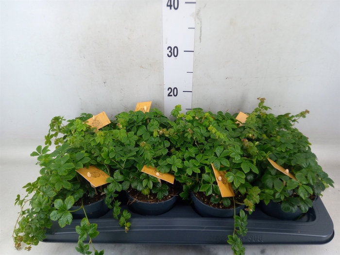 <h4>Parthenocissus  'Sugar Vine'</h4>