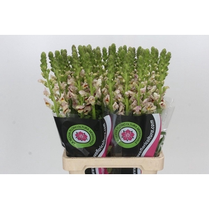 Antirrhinum Maryland Plumblossom