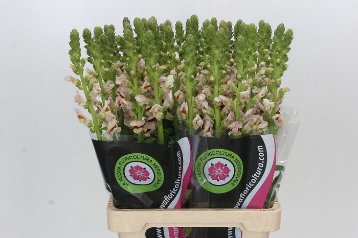 <h4>Antirrhinum Maryland Plumblossom</h4>