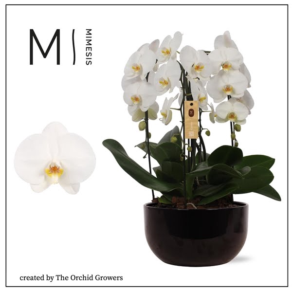 <h4>Mimesis Phal. Arrangement Crown White - 4 spike 26cm in Saskia black ceramic</h4>