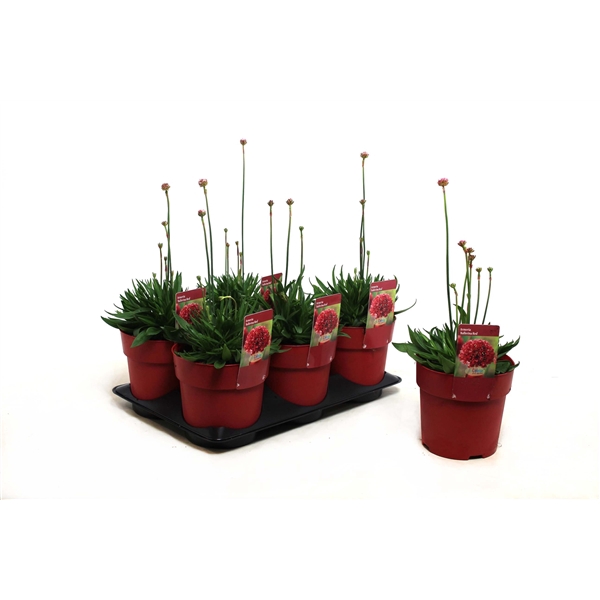 <h4>Armeria Ballerina Red</h4>