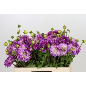 Dahlia Cera Corsage