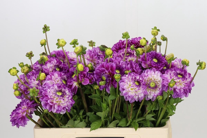 <h4>Dahlia Cera Corsage</h4>