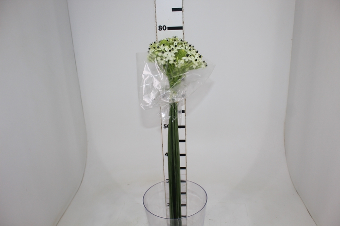 <h4>ORNITHOGALUM SAUNDERSIAE 070 CM</h4>