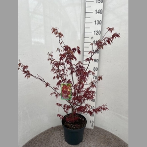 ACER PA ATROPURPUREU