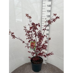 ACER PA ATROPURPUREU