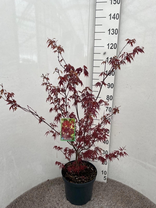 <h4>ACER PA ATROPURPUREU</h4>
