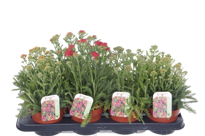 <h4>Achillea millefolium mix</h4>