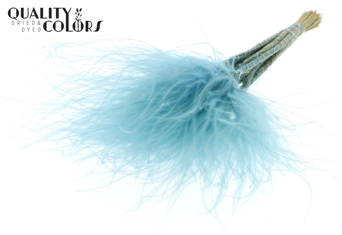 Stypha Penata 10 tufts per bunch Pastel Blue