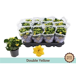 Kalanchoë Double Yellow