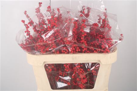 <h4>Ilex Verticilata Red</h4>