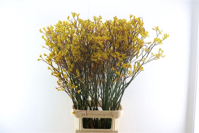 <h4>Anigoz Skippy Midday</h4>