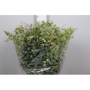 Euc Stuartiana Autumn Natural