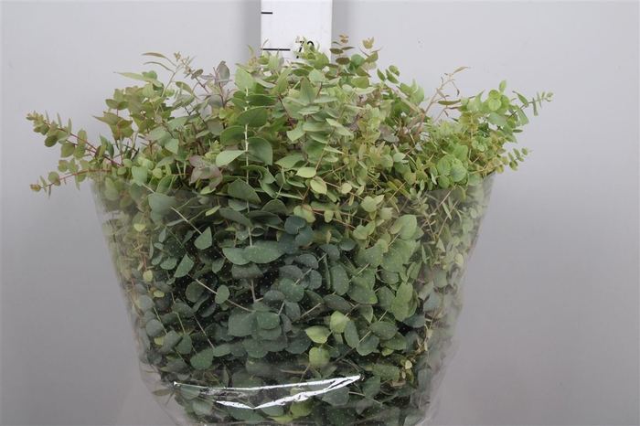 <h4>Euc Stuartiana Autumn Natural</h4>