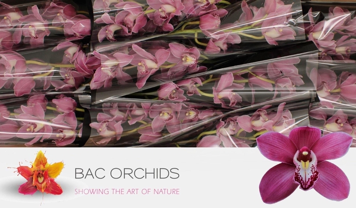 <h4>CYMB GR MAY MONIQUE PRINCESS</h4>