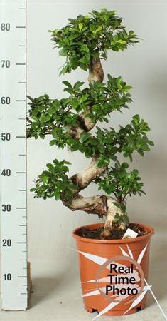 <h4>Fic Mi Ginseng</h4>