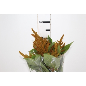 AMARANTHUS DOURADO 070 CM