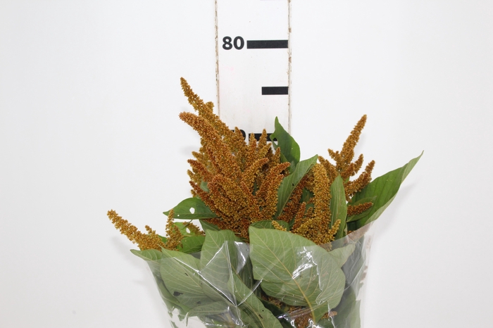 <h4>AMARANTHUS DOURADO 070 CM</h4>
