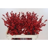 Ilex Rood