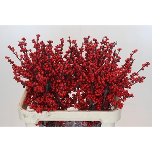Ilex Rood