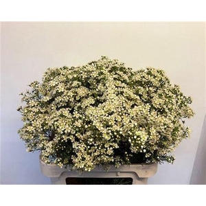 Chame Un Jupite Moon 80cm