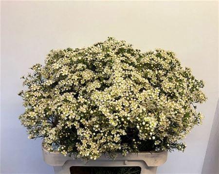 <h4>Chame Un Jupite Moon 80cm</h4>