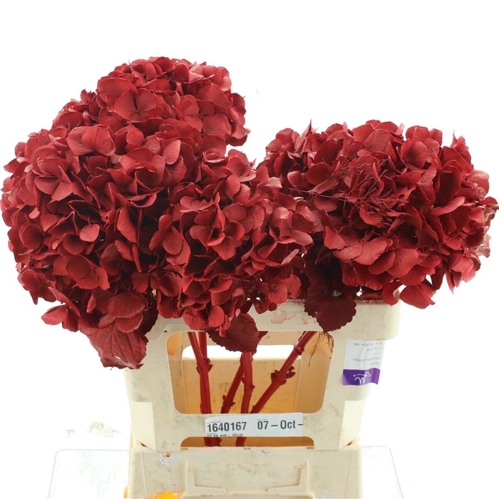 <h4>Hydrangea Klb Metallic Rood</h4>