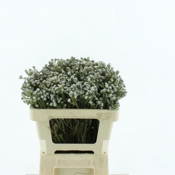 <h4>Kaaps Rock Phylica</h4>