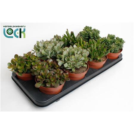 <h4>Crassula Mix</h4>
