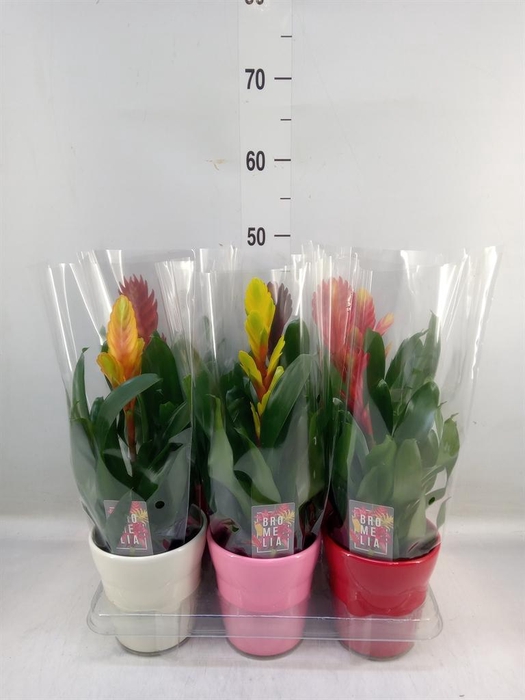 <h4>Vriesea   ...mix 6</h4>