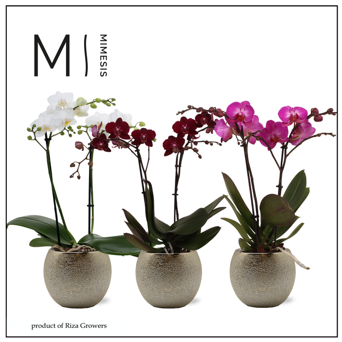 <h4>Phalaenopsis Multi Stylish Mix 2 spike - 12cm in Bolivia Bubble Gold | Mimesis</h4>