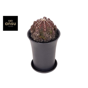 Gymno Cactus Godji T-Rex XL