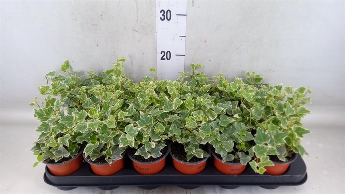 <h4>Hedera helix 'White Wonder'</h4>