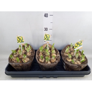 Arr.  Narcissus Tete Tete L%