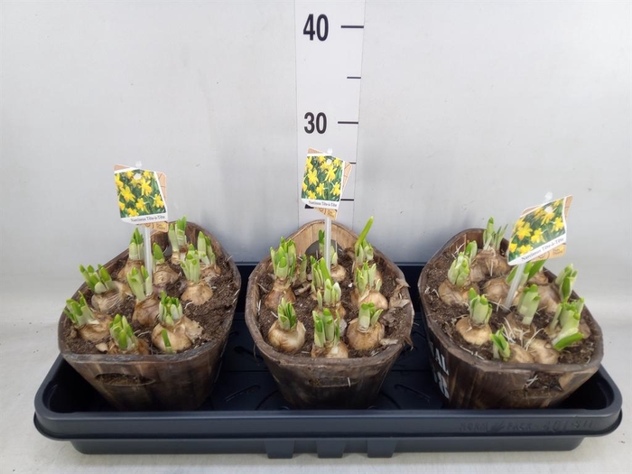 <h4>Arr.  Narcissus Tete Tete L%</h4>