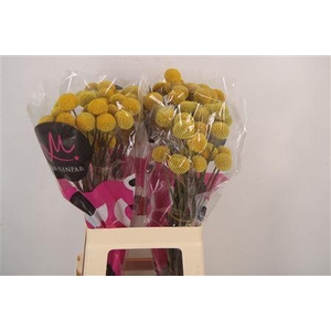 Craspedia Paintball Pop