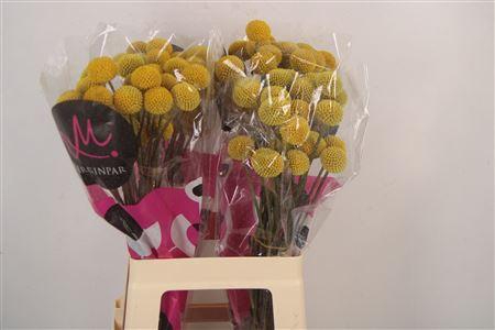 <h4>Craspedia Paintball Pop</h4>