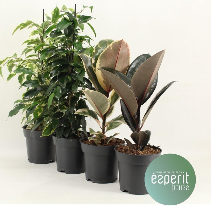 <h4>Ficus Gemengd</h4>