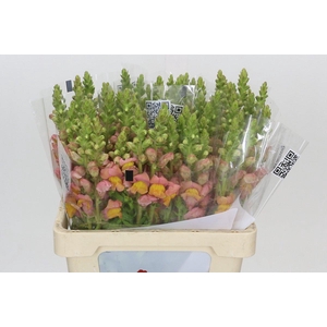 Antirrhinum Potomac Early Pink