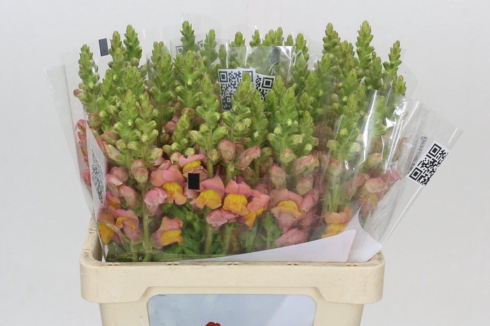 <h4>Antirrhinum Potomac Early Pink</h4>