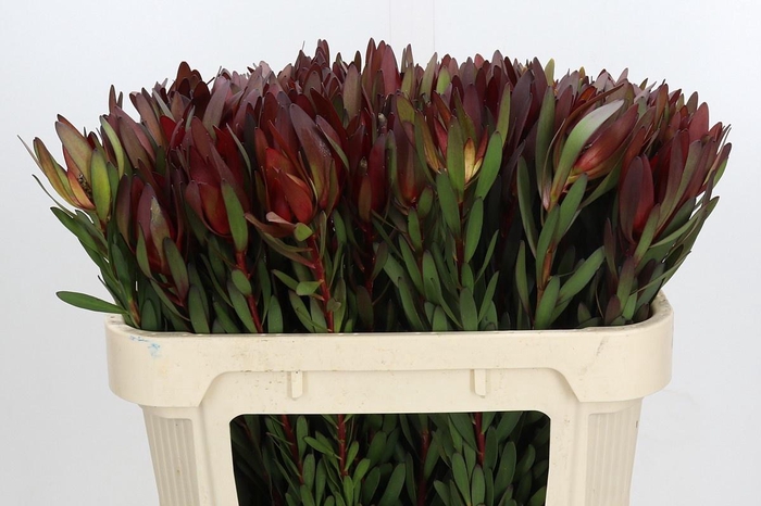 <h4>LEUCAD SAF SUNSET</h4>