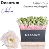 Lisianthus Chaconne wedding pink 70cm