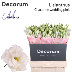 Lisianthus Chaconne wedding pink 70cm
