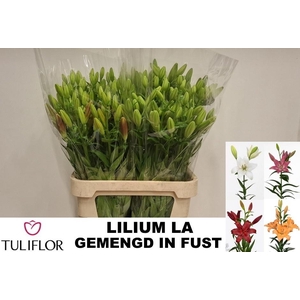 Li La Gem In Fust