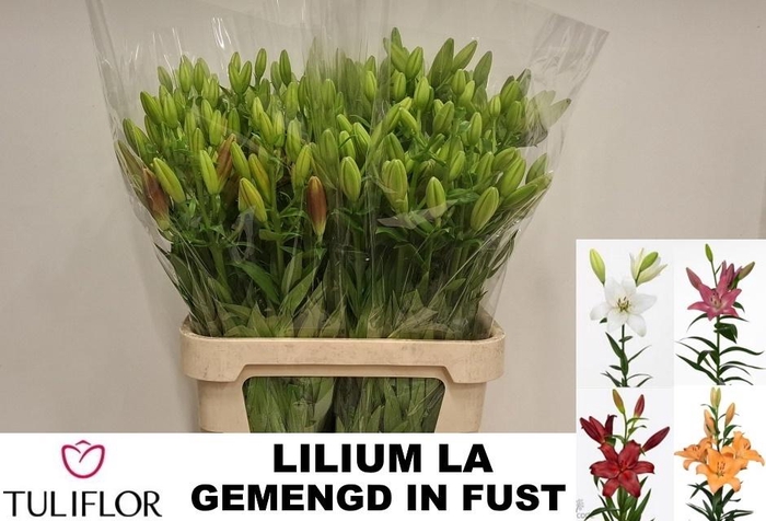 <h4>Li La Gem In Fust</h4>