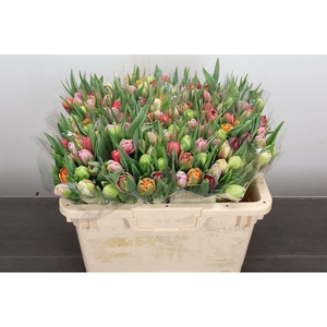 Tulipa do rainbow (mixbunch)